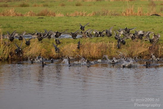 Birds_nature_Photography_020_Canon_EOS_5D_Mark_IV.JPG