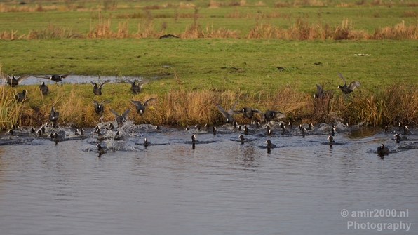 Birds_nature_Photography_021_Canon_EOS_5D_Mark_IV.JPG