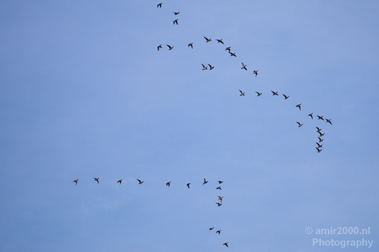 Birds_nature_Photography_022_Canon_EOS_5D_Mark_IV.JPG