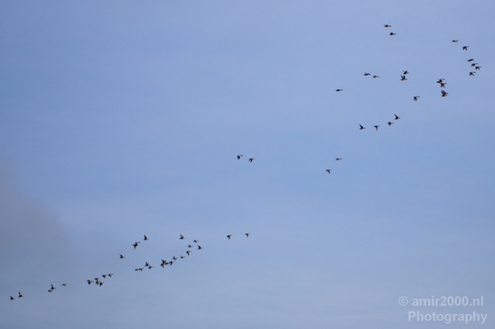 Birds_nature_Photography_023_Canon_EOS_5D_Mark_IV.JPG