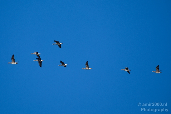 Birds_nature_Photography_024_Canon_EOS_5D_Mark_IV.JPG