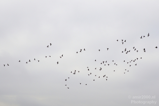 Birds_nature_Photography_027_Canon_EOS_5D_Mark_IV.JPG