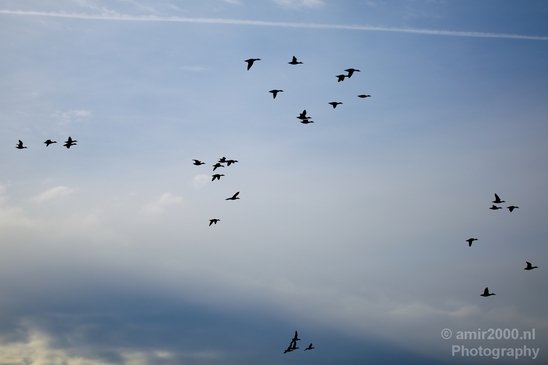 Birds_nature_Photography_028_Canon_EOS_5D_Mark_IV.JPG