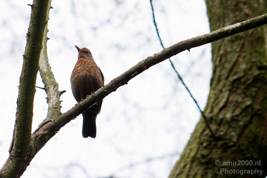 Birds_nature_Photography_030_Canon_EOS_5D_Mark_IV.JPG