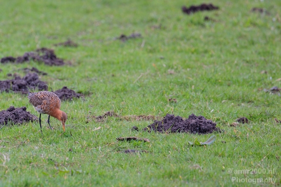 Birds_nature_Photography_042_Canon_EOS_5D_Mark_IV.JPG