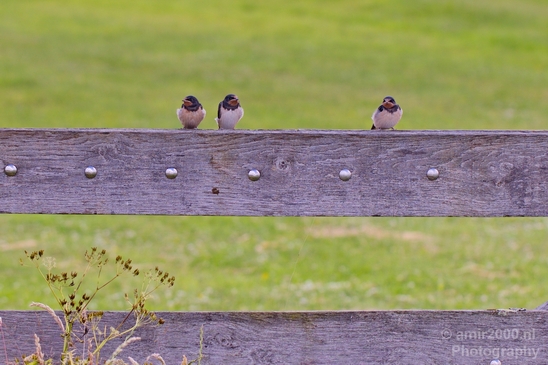 Birds_nature_Photography_043_Canon_EOS_5D_Mark_IV.JPG