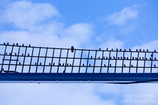 Birds_nature_Photography_045_Canon_EOS_5D_Mark_IV.JPG