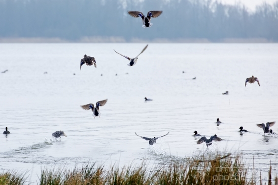 Birds_nature_Photography_046_Canon_EOS_5D_Mark_IV.JPG