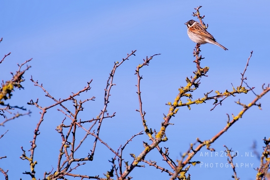 Birds_nature_Photography_050_Canon_EOS_5D_Mark_IV.JPG