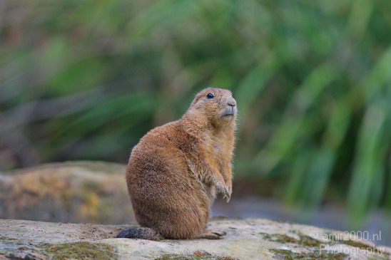 Black_tailed_prairie_dog_Artis_nature_Landscape_Photography_001_Canon_EOS_5D_Mark_IV.JPG