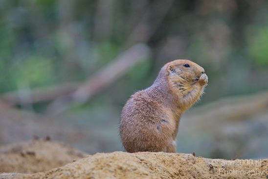 Black_tailed_prairie_dog_Artis_nature_Landscape_Photography_003_Canon_EOS_5D_Mark_IV.JPG
