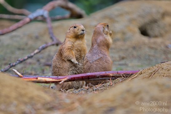Black_tailed_prairie_dog_Artis_nature_Landscape_Photography_004_Canon_EOS_5D_Mark_IV.JPG