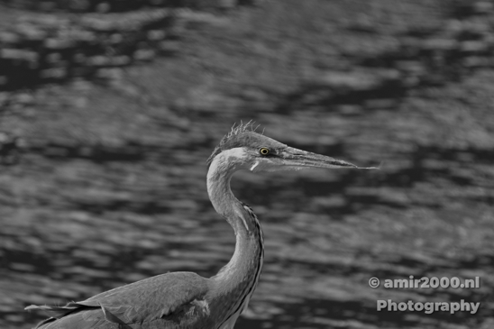 Blauwe_reiger_Heron_Nature_Photography_Canon_5D_Mark_IV_0001.JPG