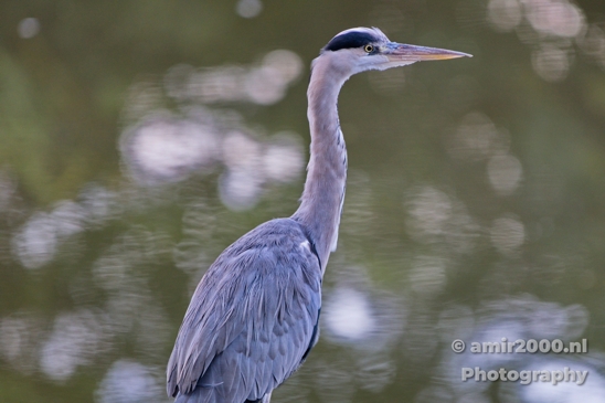Blauwe_reiger_Heron_Nature_Photography_Canon_5D_Mark_IV_0002.JPG