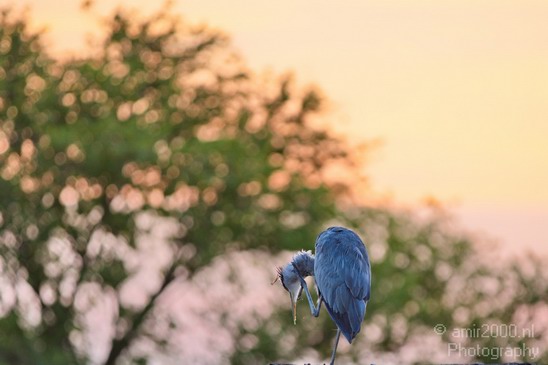 Blauwe_reiger_Nature_Landscape_Photography_001_Canon_EOS_5D_Mark_IV.JPG