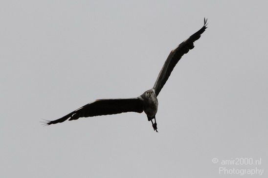 Blauwe_reiger_Nature_Landscape_Photography_001_Canon_EOS_7D.JPG