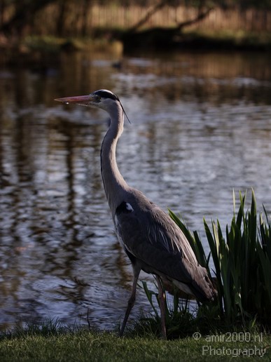 Blauwe_reiger_Nature_Landscape_Photography_002_Canon_EOS_50D.JPG
