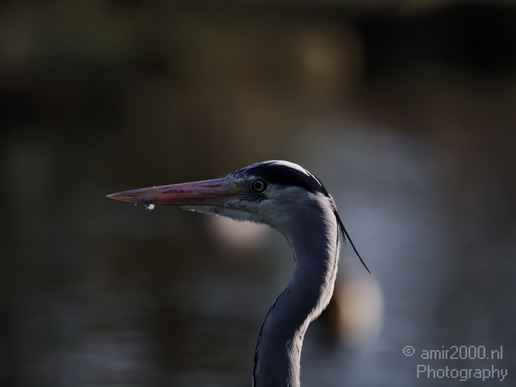 Blauwe_reiger_Nature_Landscape_Photography_003_Canon_EOS_50D.JPG