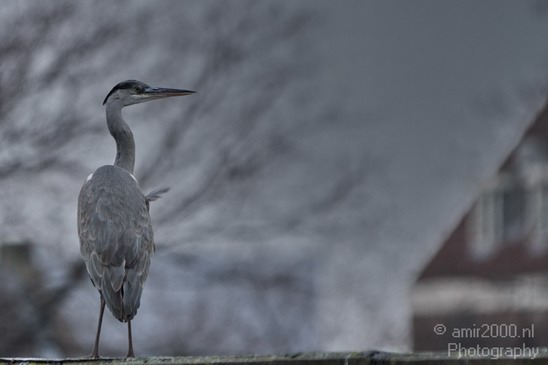 Blauwe_reiger_Nature_Landscape_Photography_003_Canon_EOS_7D.JPG