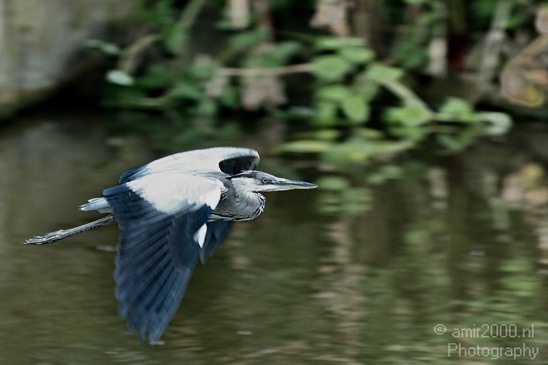 Blauwe_reiger_Nature_Landscape_Photography_008_Canon_EOS_7D.JPG