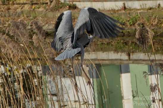 Blauwe_reiger_Nature_Landscape_Photography_010_Canon_EOS_7D.JPG