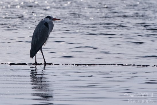 Blauwe_reiger_Nature_Landscape_Photography_013_Canon_EOS_7D.JPG