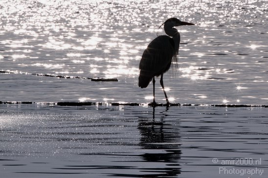 Blauwe_reiger_Nature_Landscape_Photography_014_Canon_EOS_7D.JPG