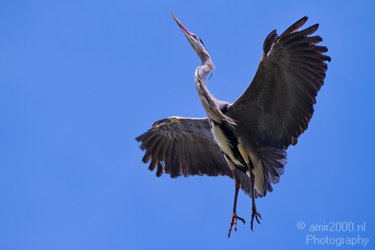 Blauwe_reiger_Nature_Landscape_Photography_017_Canon_EOS_7D.JPG