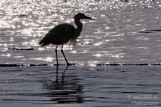 Blauwe_reiger_Nature_Landscape_Photography_018_Canon_EOS_7D.JPG