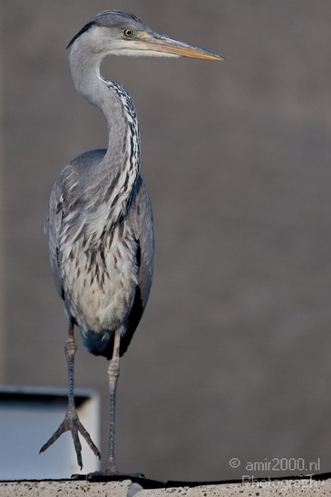 Blauwe_reiger_Nature_Landscape_Photography_019_Canon_EOS_7D.JPG