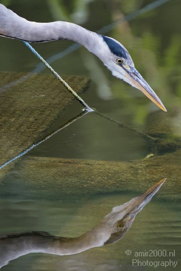 Blauwe_reiger_Nature_Landscape_Photography_021_Canon_EOS_7D.JPG
