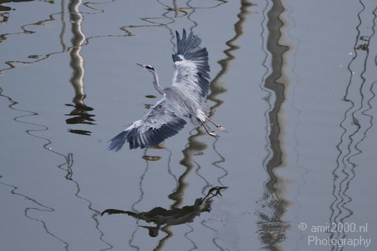 Blauwe_reiger_Nature_Landscape_Photography_022_Canon_EOS_7D.JPG