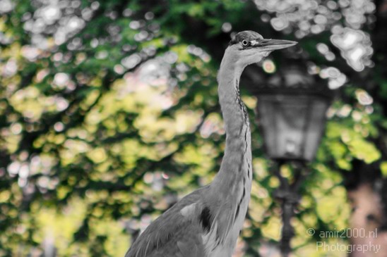 Blauwe_reiger_Nature_Landscape_Photography_023_Canon_EOS_7D.JPG