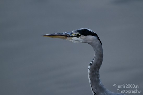 Blauwe_reiger_Nature_Landscape_Photography_025_Canon_EOS_7D.JPG