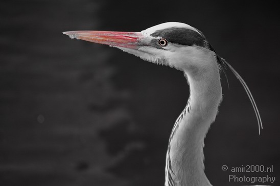 Blauwe_reiger_Nature_Landscape_Photography_026_Canon_EOS_7D.JPG