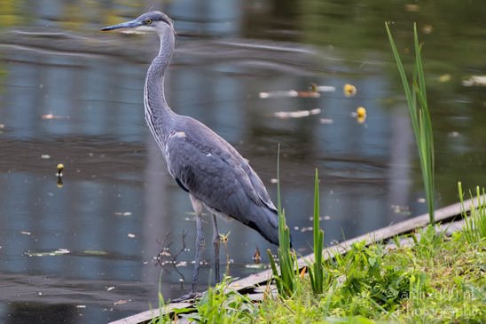 Blauwe_reiger_Nature_Landscape_Photography_027_Canon_EOS_7D.JPG