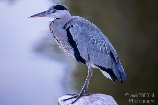 Blauwe_reiger_nature_Landscape_Photography_003_Canon_EOS_5D_Mark_IV.JPG