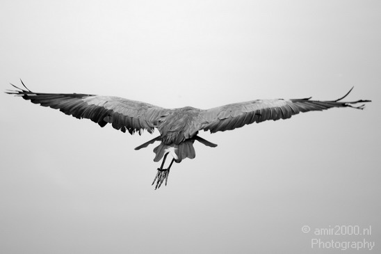 Blauwe_reiger_nature_Landscape_Photography_004_Canon_EOS_5D_Mark_IV.JPG
