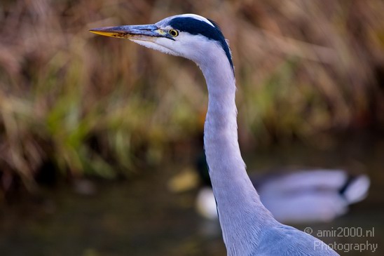 Blauwe_reiger_nature_Landscape_Photography_008_Canon_EOS_5D_Mark_IV.JPG