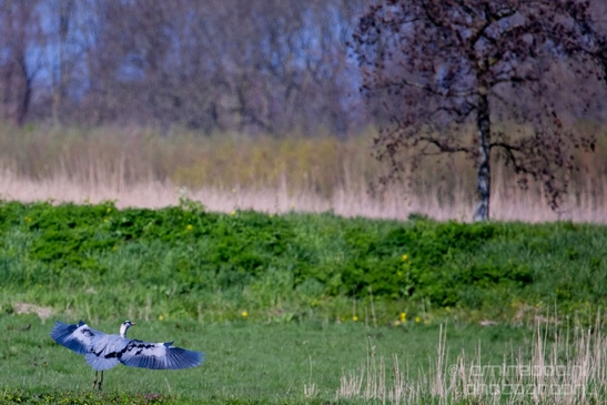 Blauwe_reiger_nature_Landscape_Photography_011_Canon_EOS_5D_Mark_IV.JPG