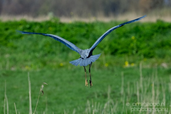 Blauwe_reiger_nature_Landscape_Photography_012_Canon_EOS_5D_Mark_IV.JPG
