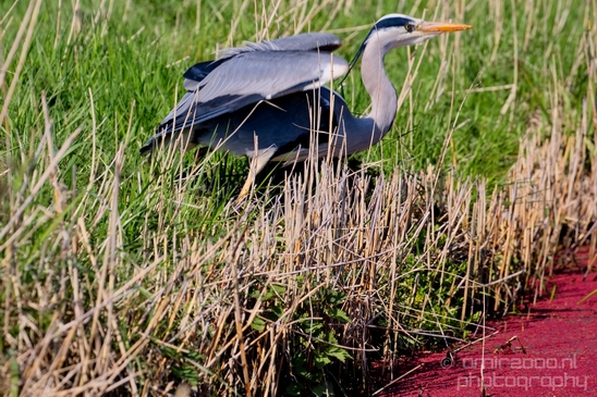Blauwe_reiger_nature_Landscape_Photography_013_Canon_EOS_5D_Mark_IV.JPG