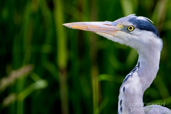 Blauwe_reiger_nature_Landscape_Photography_015_Canon_EOS_5D_Mark_IV.JPG