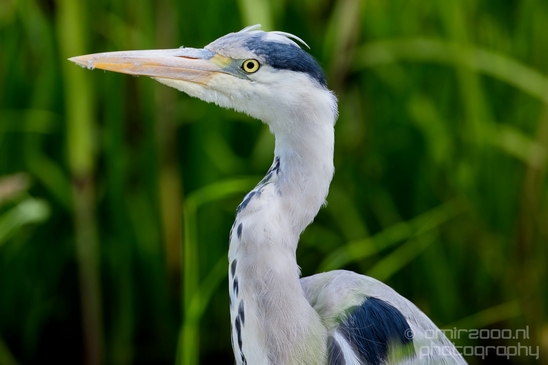 Blauwe_reiger_nature_Landscape_Photography_016_Canon_EOS_5D_Mark_IV.JPG