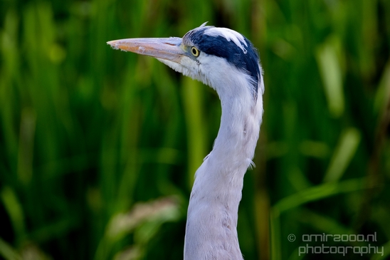 Blauwe_reiger_nature_Landscape_Photography_017_Canon_EOS_5D_Mark_IV.JPG