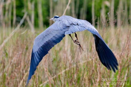 Blauwe_reiger_nature_Landscape_Photography_018_Canon_EOS_5D_Mark_IV.JPG