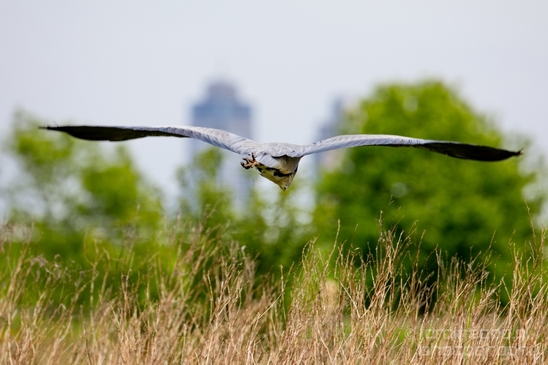 Blauwe_reiger_nature_Landscape_Photography_019_Canon_EOS_5D_Mark_IV.JPG