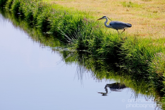 Blauwe_reiger_nature_Landscape_Photography_021_Canon_EOS_5D_Mark_IV.JPG
