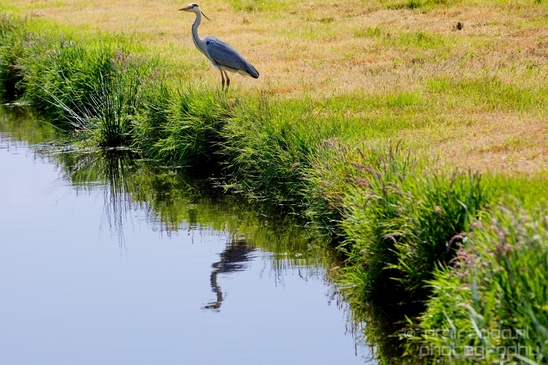 Blauwe_reiger_nature_Landscape_Photography_022_Canon_EOS_5D_Mark_IV.JPG