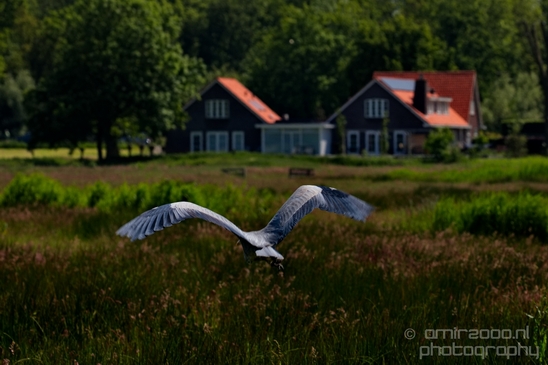 Blauwe_reiger_nature_Landscape_Photography_023_Canon_EOS_5D_Mark_IV.JPG